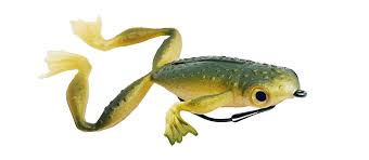 delalande froggy 8cm