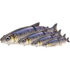 line thru 3D whitefish