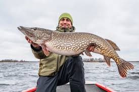 calendrier lunaire peche brochet