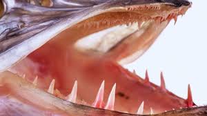 dents brochet