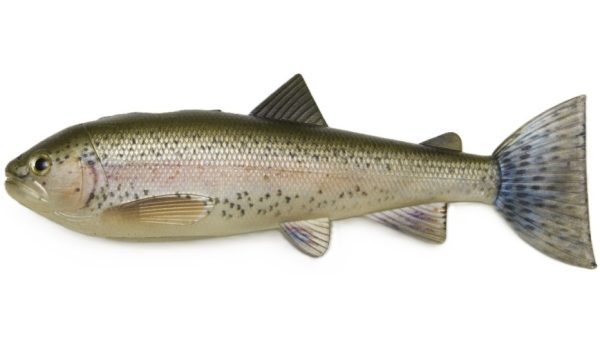 Pulzbait Skinz 20 cm pour la pêche du brochet