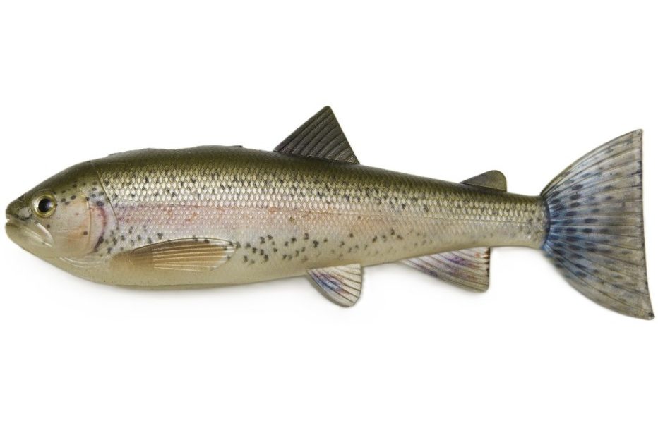 Pulzbait Skinz 20 cm pour la pêche du brochet