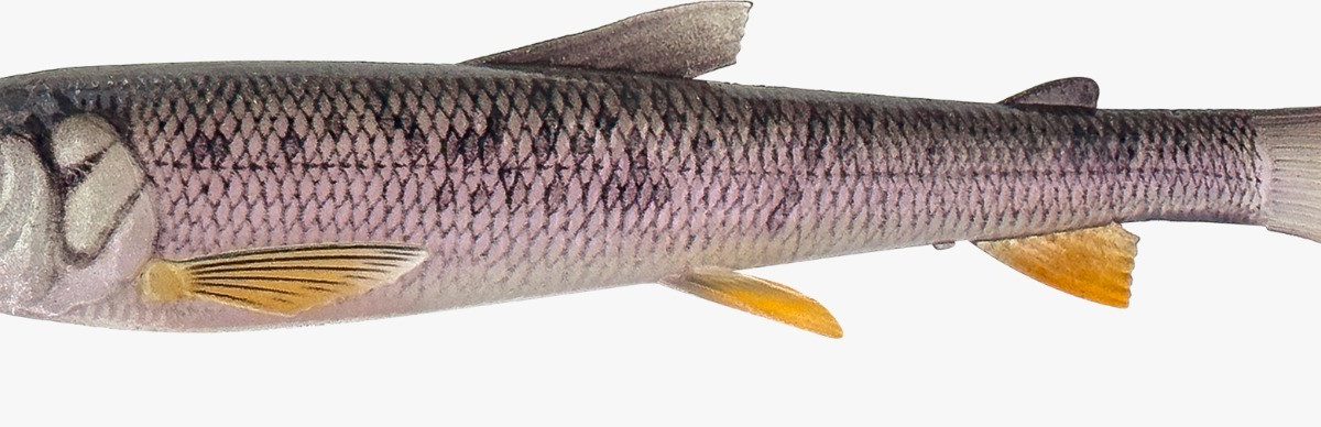 Savage Gear 3D Whitefish Shad 15 cm, leurre souple pour la pêche du brochet en linéaire