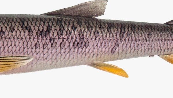 Savage Gear 3D Whitefish Shad 15 cm, leurre souple pour la pêche du brochet en linéaire